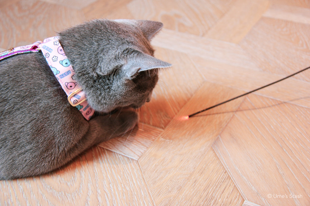 Twinkle cat teaser
