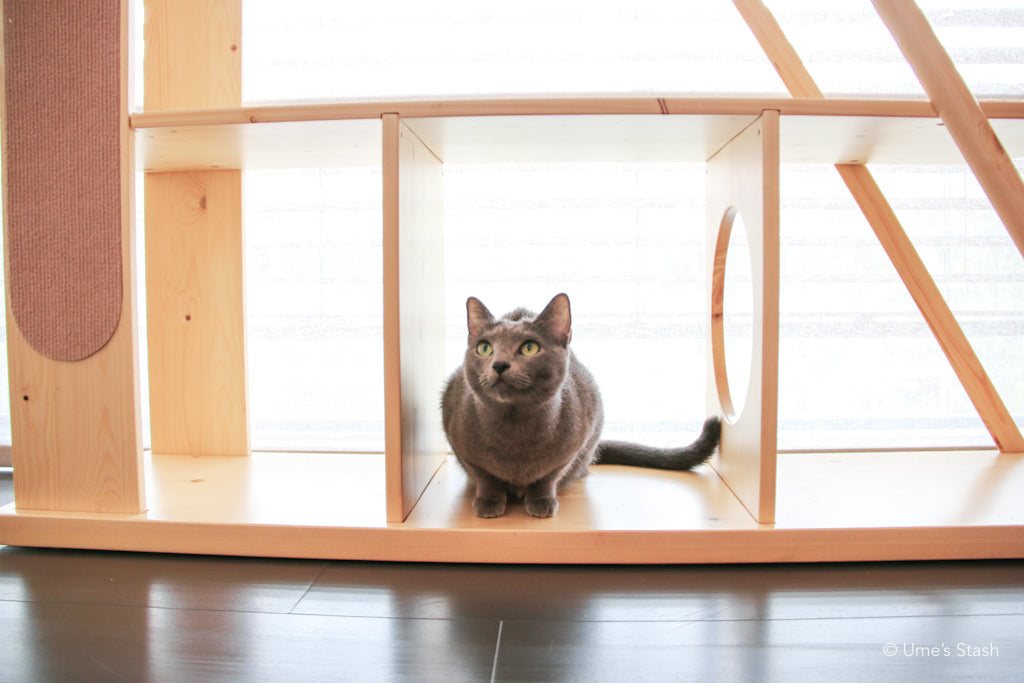 Gingko bookshelf cat tree