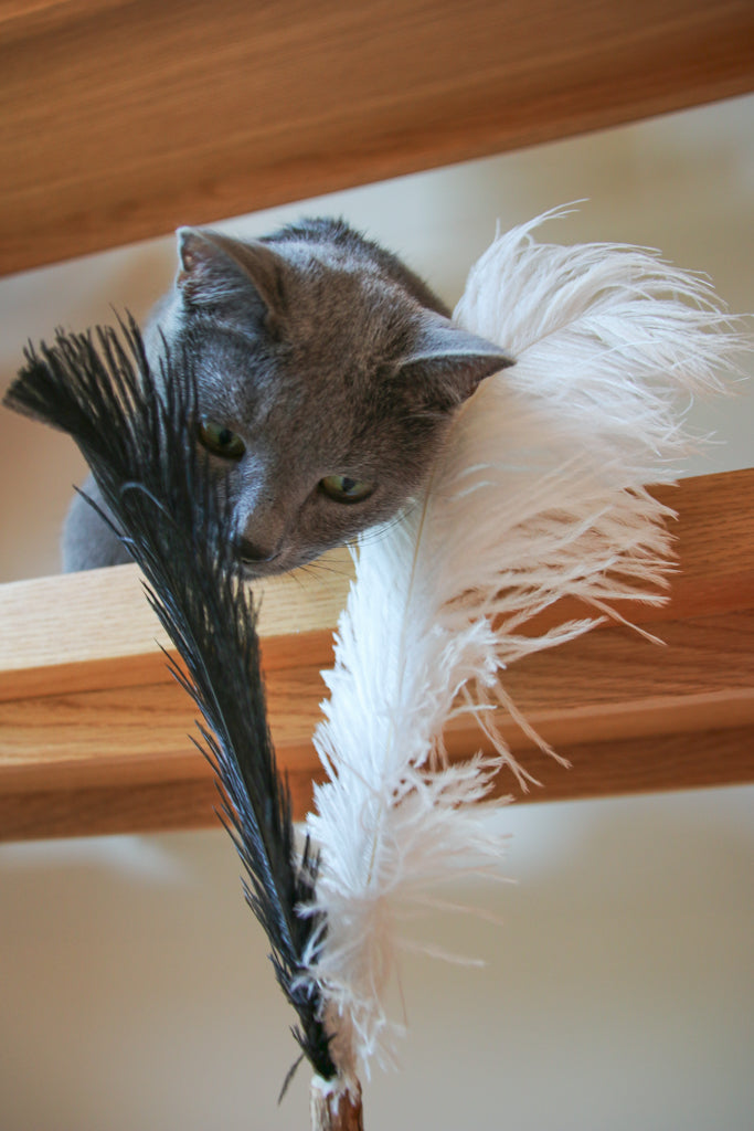 Bamboo ultra-long cat teaser