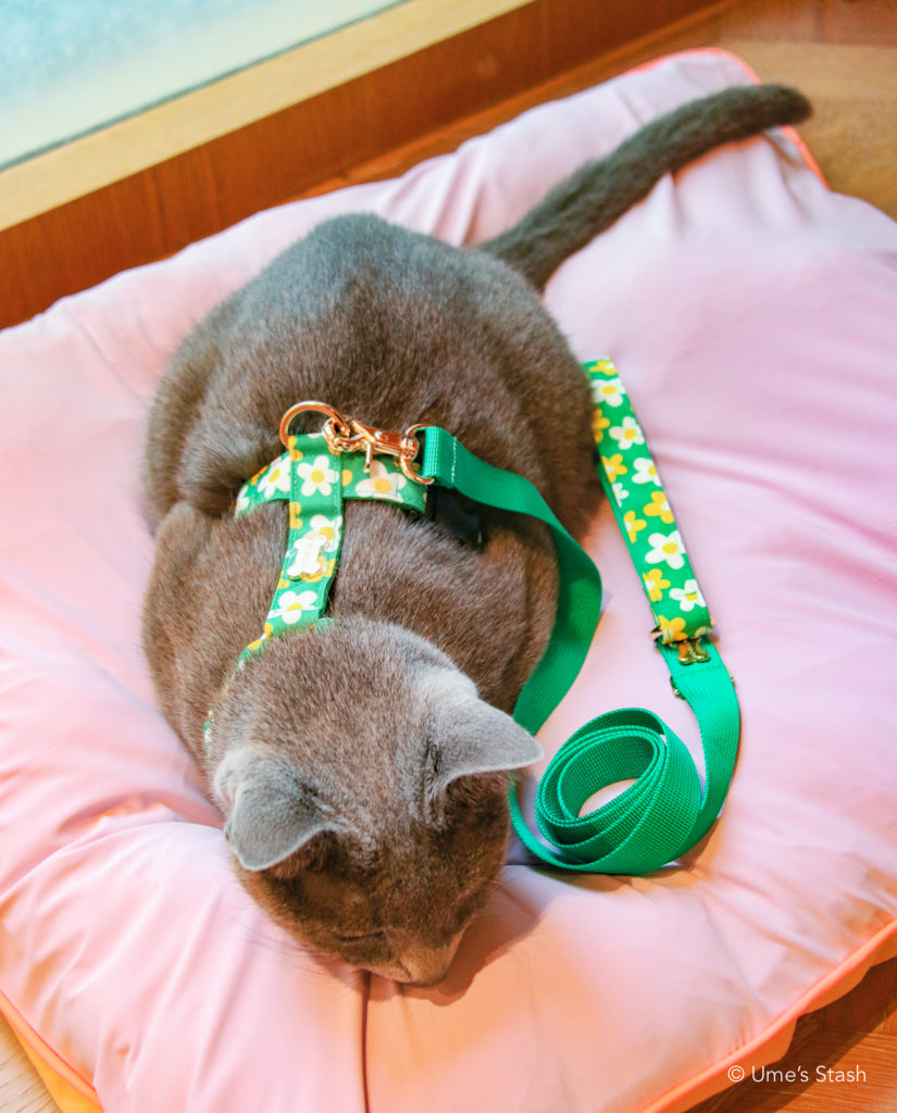 Picnic hand leash