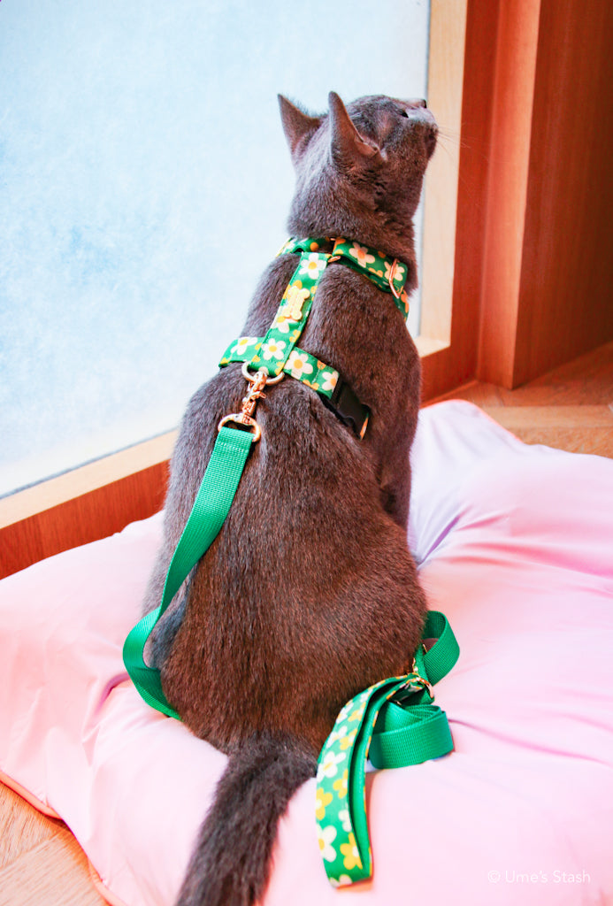 Picnic H-harness