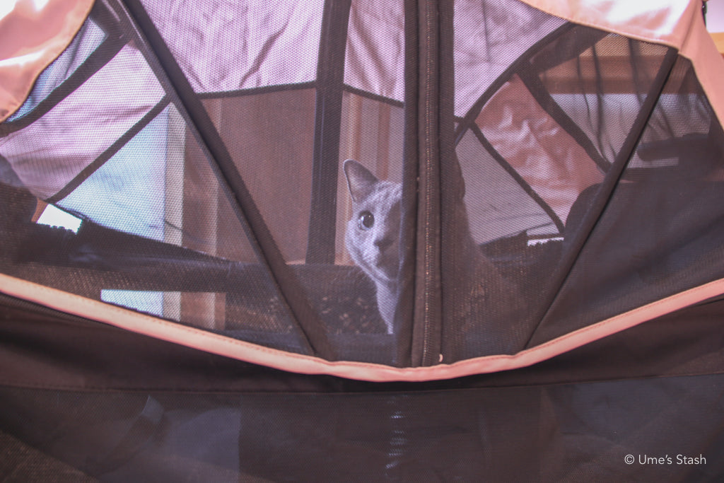 Watermelon pet stroller (Merlie MW 6) (Ver. 2)