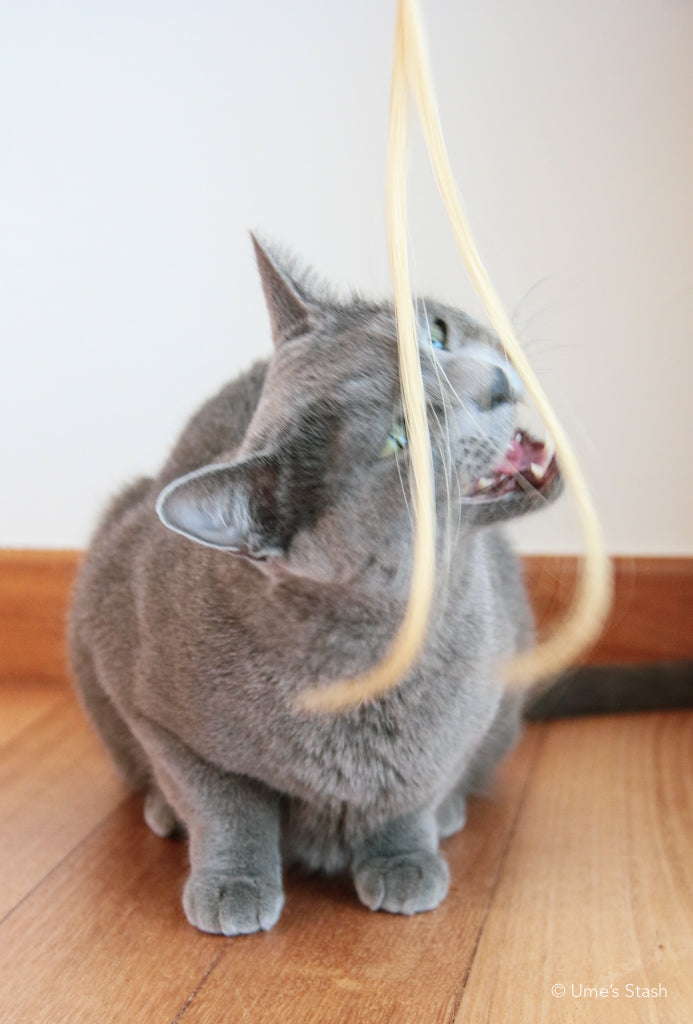 Ponytail cat teaser