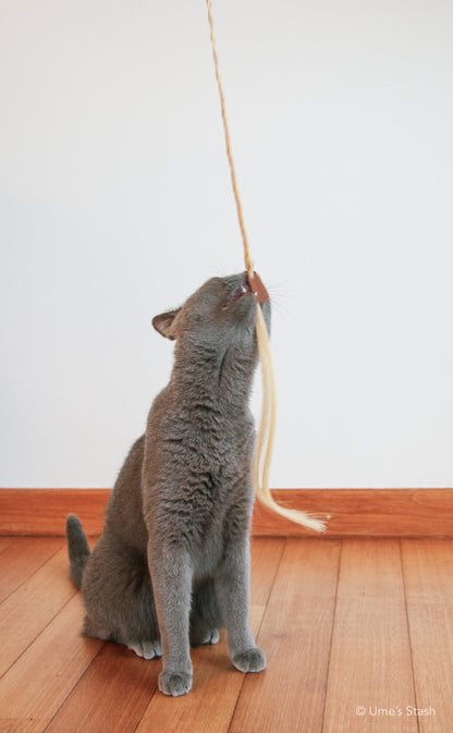 Ponytail cat teaser