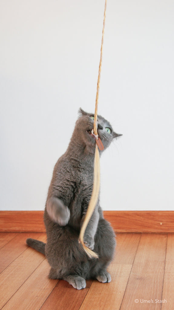 Ponytail cat teaser