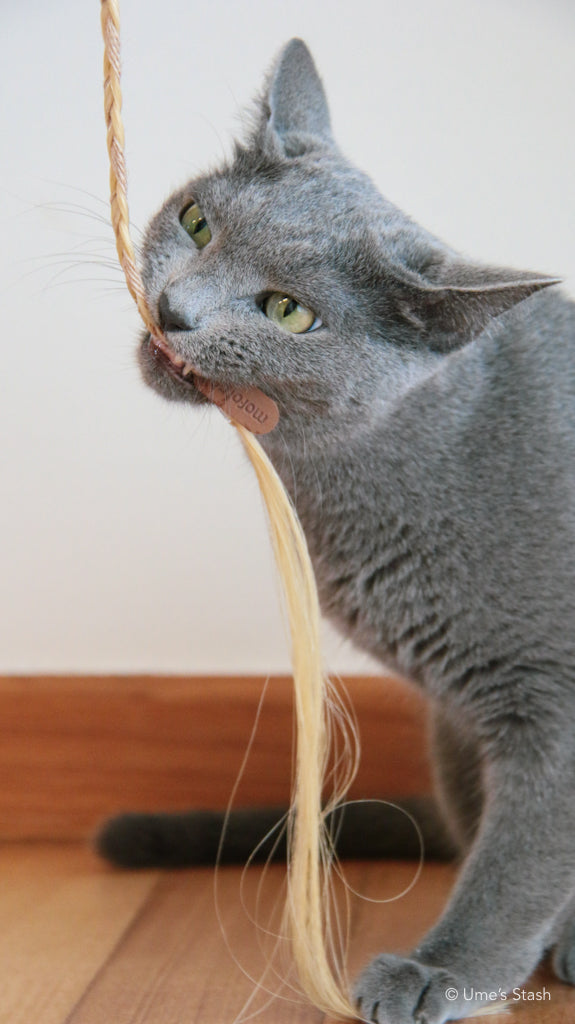 Ponytail cat teaser