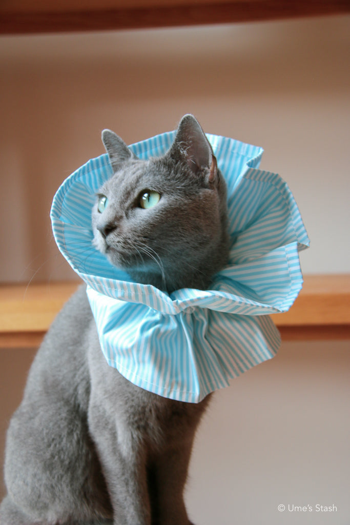 Candy-cane Elizabethan collar