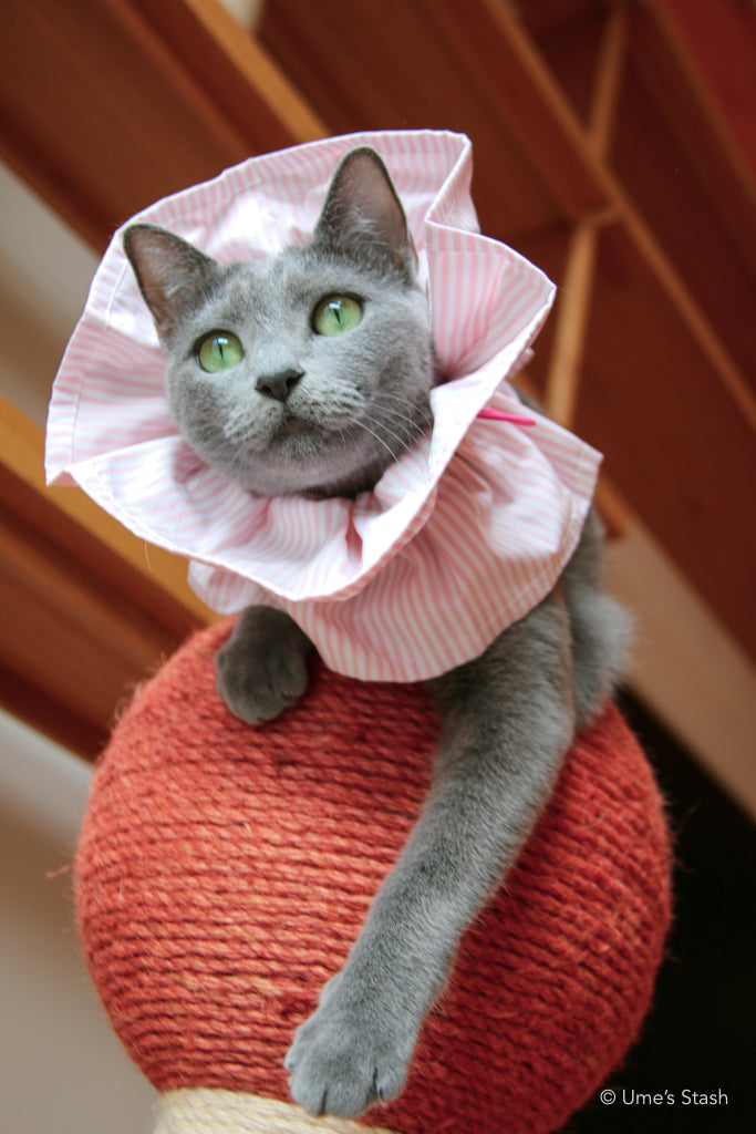 Candy-cane Elizabethan collar