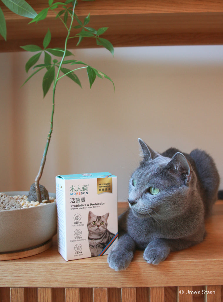 Cat Probiotics & Prebiotics