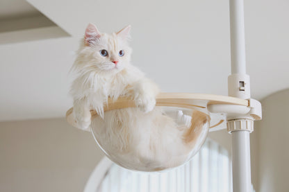 Cat in cat bowl in cat pole tower