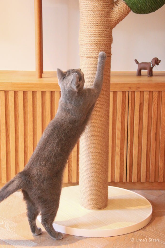 Bonsai scratching post - Ume's Stash