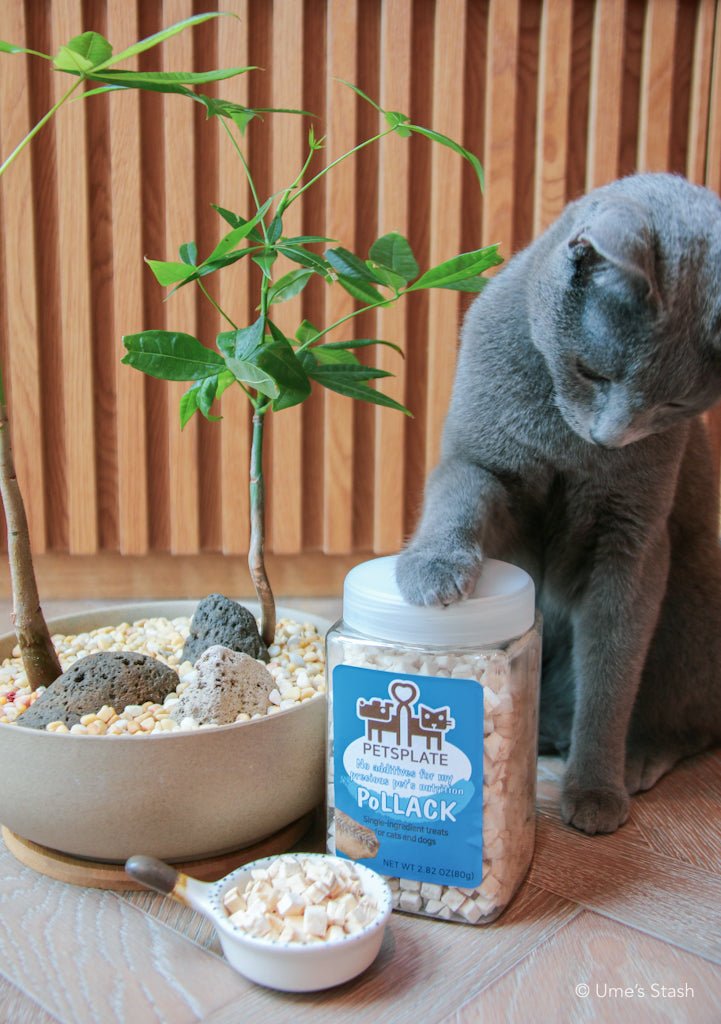 Freeze-dried Alaskan Pollack Mini Treats - Ume's Stash