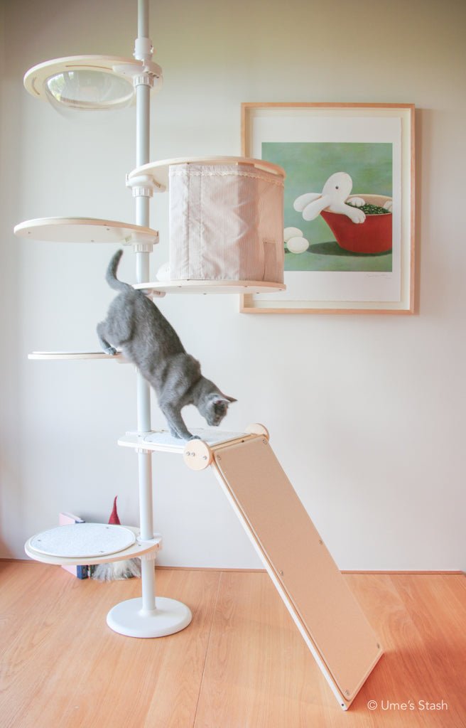 Cat jumping down cat pole tower ramp