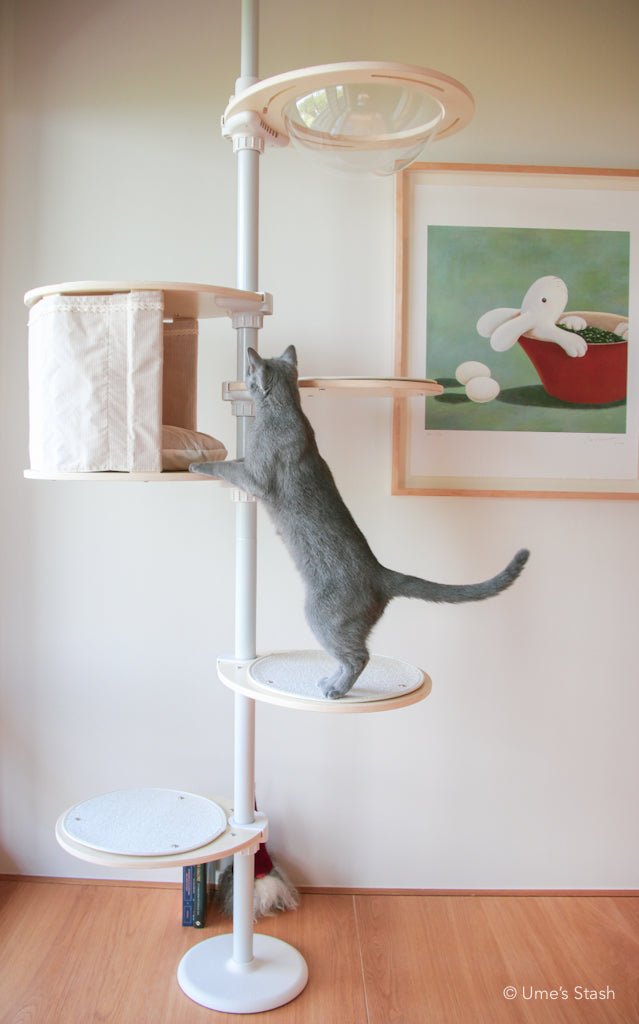 Cat climbing stable cat pole tower