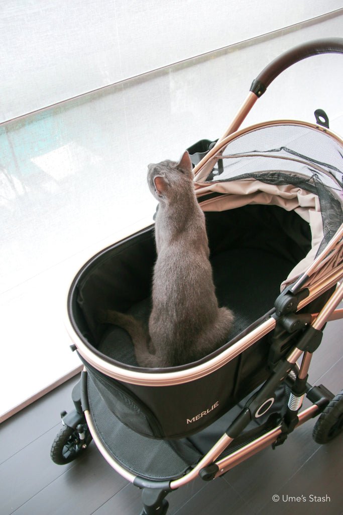 Pumpkin pet stroller (Merlie MW5) - Merlie - Pet stroller