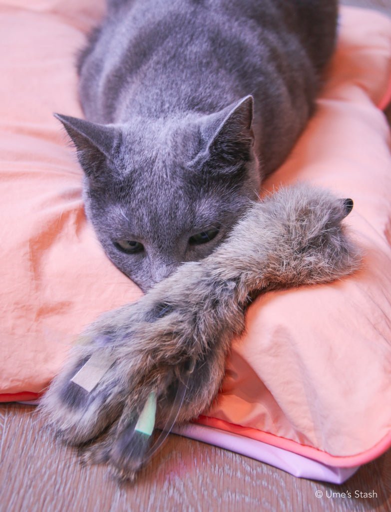 Sparkly Jellyfish Toy - Ume's Stash - Best cat toy