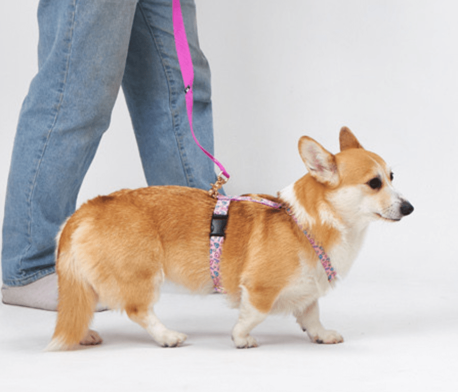 Spring hand leash - Ume's Stash