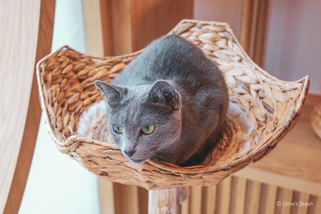 Cat basket outlet tree